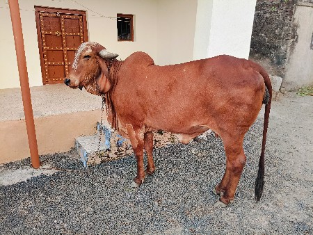ગીર ઓડકી દેવાની છે