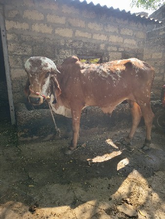 ખુટ વેશવા નો‌ છે
