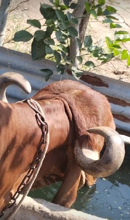 કુંઢી ગાય