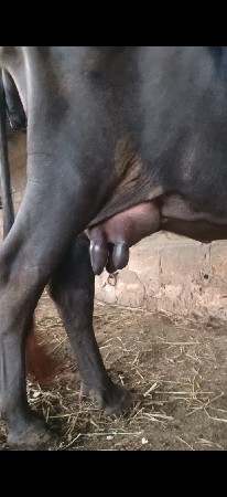 ભેંસ વેચવાની છે