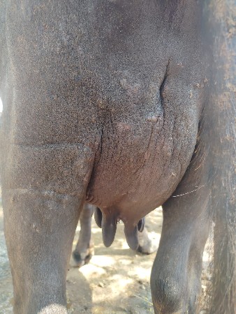 ભેસ