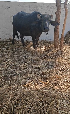 એકી હારે ત્રણ ભેંસુ વેચવાની છે