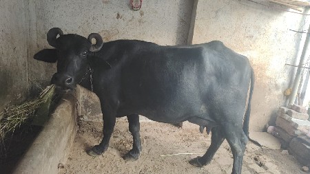 મારે ભેંસ વેચવાની છે