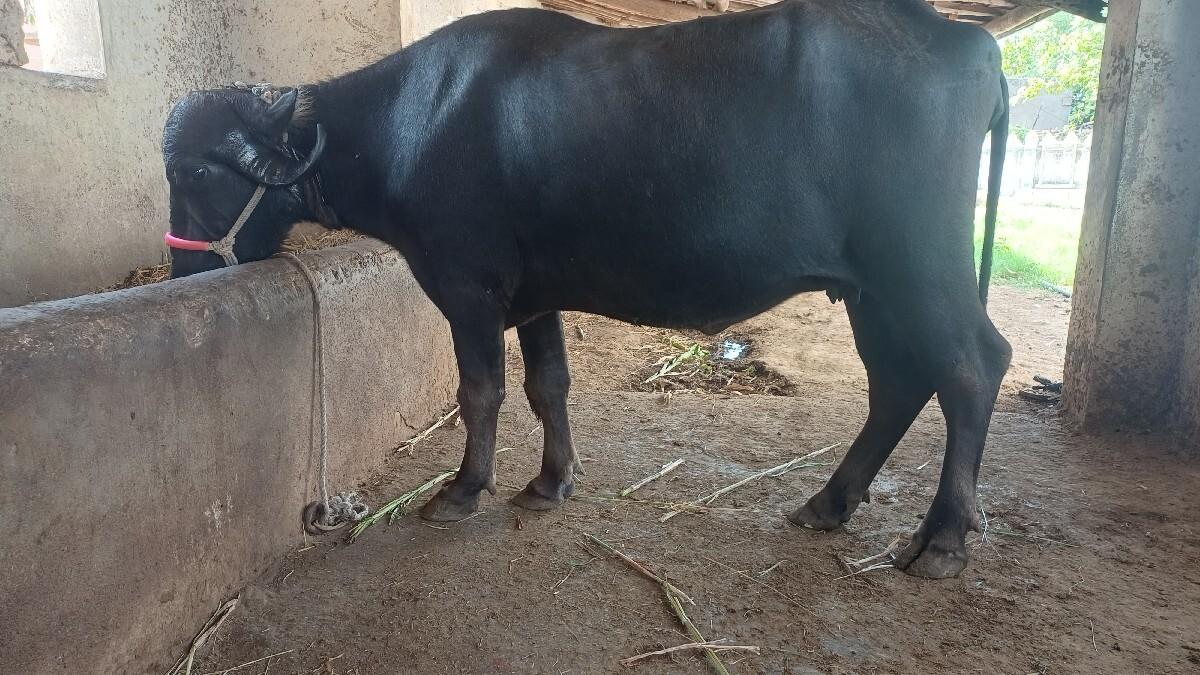 ભેસ વેસવાની છે