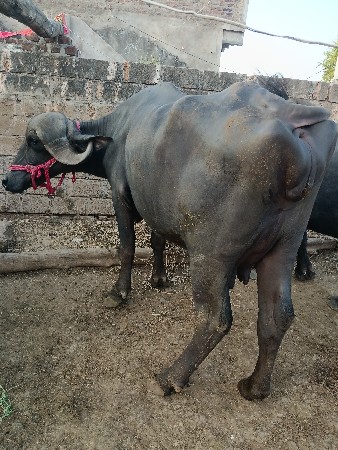 ખડેલી વેચવાની છે
