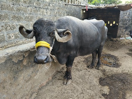 ભેંસ વેચવાની છે