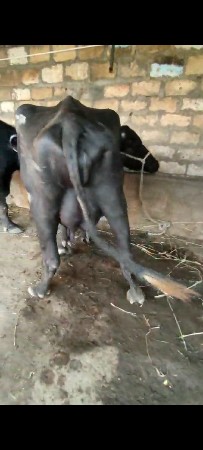 સેલ. પાસ.દીવશ.વિહાલ.દુધ.6લીટર.6
