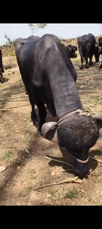 પાડો વેચવાનો છે