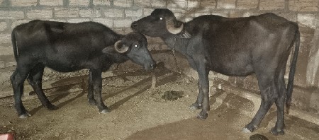 2ખડેલી વેચવાની છે