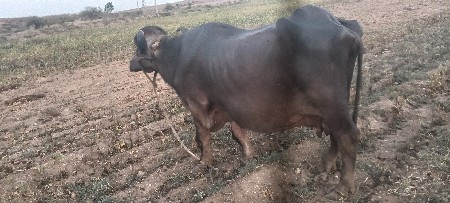 ભેંસ વેચવાની છે