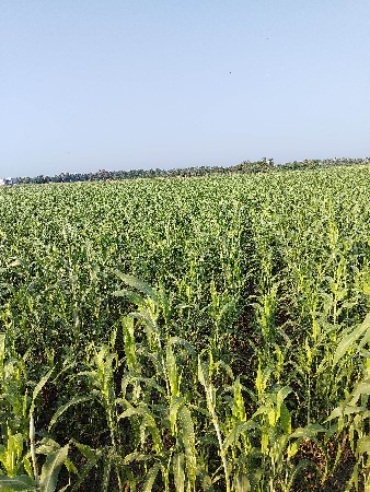 લીલી જુવાર વેચવા ની છે