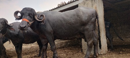 ભેંશ વેચવાની છે