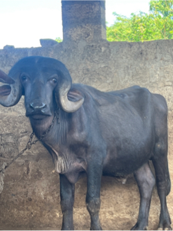 પાડો વેચવા નો છે.