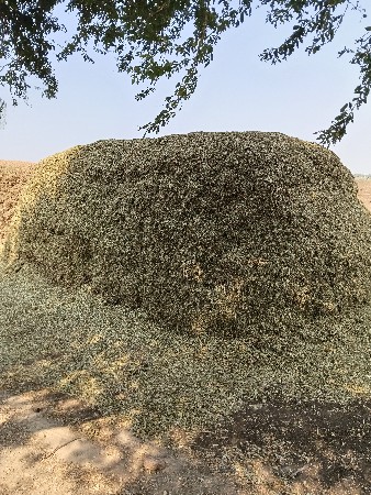 મગફળી નો સારો વેચવાનો