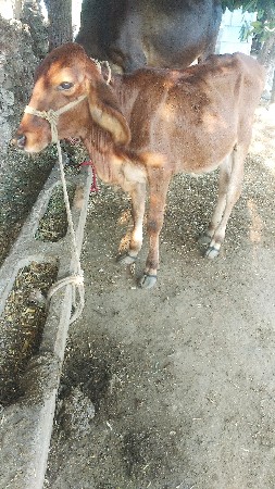 વાચડી વેચવાની સે