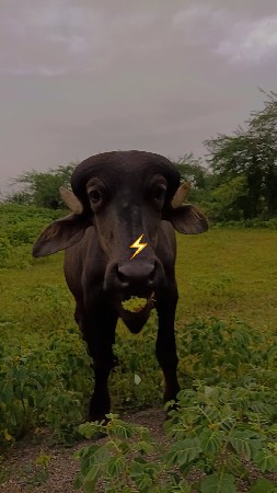 ત્રણ પાડ્યુંવેચવાની