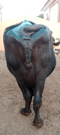 ભેસ વેચવાની છે