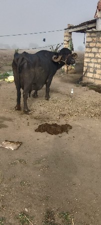 આ ભેસ વેચવાની છે