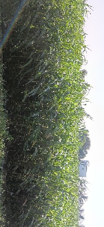 જુવારનો ચારો વેચવાનો છે