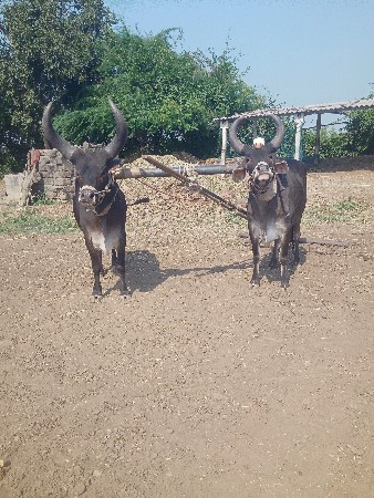 બળદ વેચવાના છે
