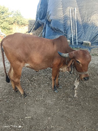 પેલા વેતર ની હો‌‌ડકી વે‌ચવાની છે