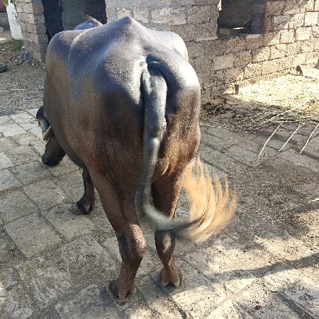 આ ખડેલી વેચવાનિ છે