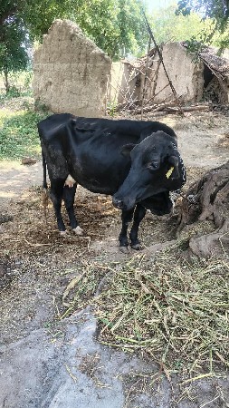 જર્સી ગાય વેચવાની છે