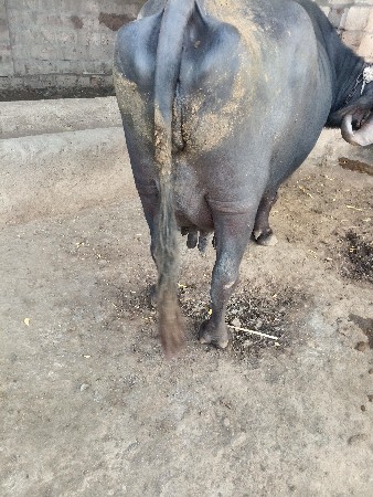 Bhasvachavani.3.vatar