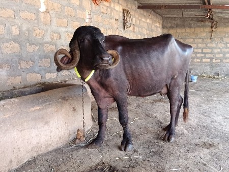 ભેંસ વેચવાની છે