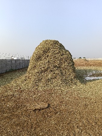ચારો