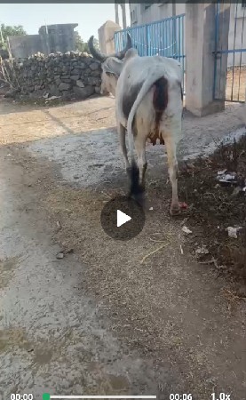 ગાય વેચવાની છે