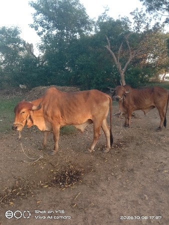 બળદ વેચવાના છે