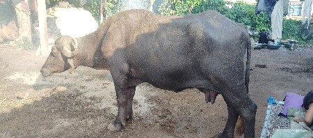 ભેંસ વેચવાની છે. 3 વેતર