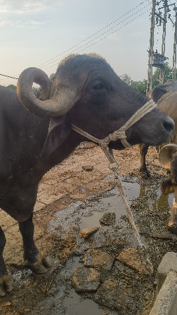 ભેંસ વેચવા ની સે