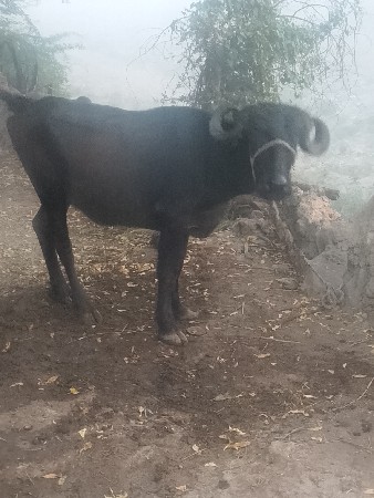 ખડેલી વેસવી