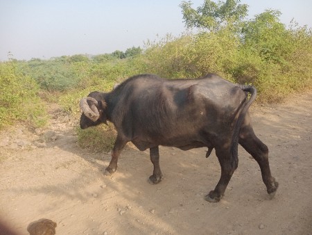 વેચવાની છે