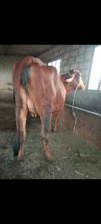 ગીર ક્રોસ ગાય વેચવાની છે
