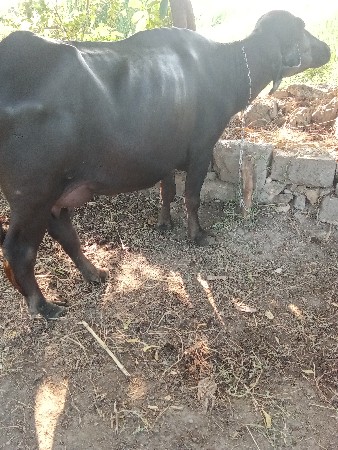 આ ખડાઈ વેચવાની છે