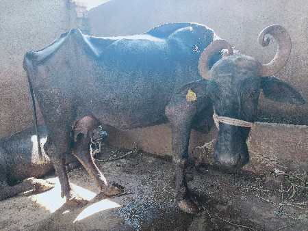 ભેંસ વેચવા ની શે