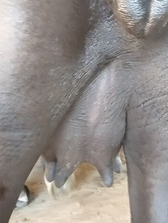 ભેંસ વેચવાની છે