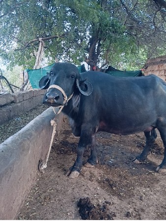 બીજું વેધર દરબાર દેની કાચી