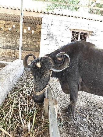 3 વેતર 12 દિવસ ની વિયાણલ