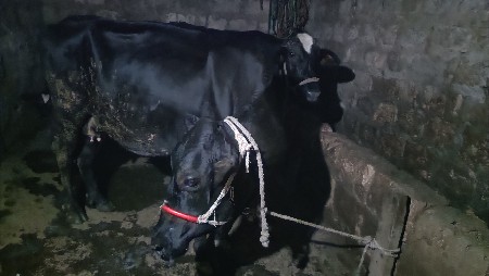 દેવાનિ છે