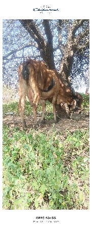 ગાય વેચવાની છે