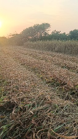 જુવાર નો સારો વેચવાનો છે