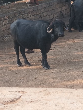 પાડો વેચવાનો