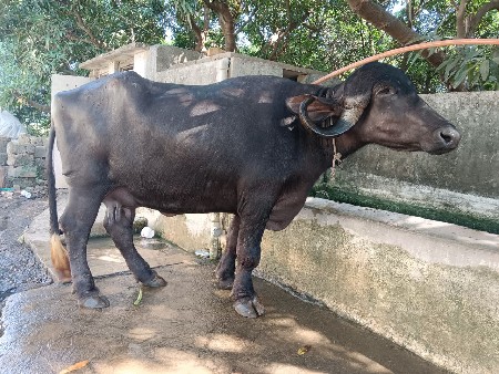 ટોપલ ખડેલી વેસવાની છે