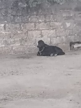 ભેંસ વેચવાની છે