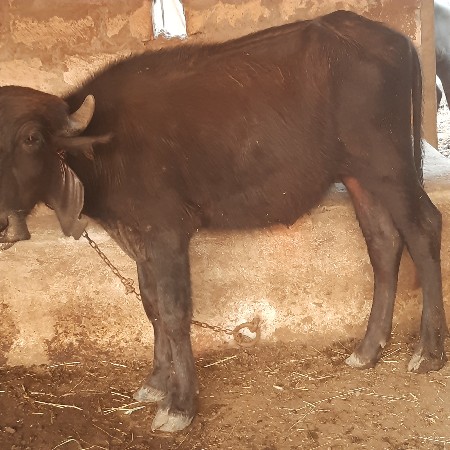 પાડી વેચવાની છે