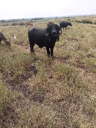 સાટા નથી કરવા ના વેચવા નો છે
